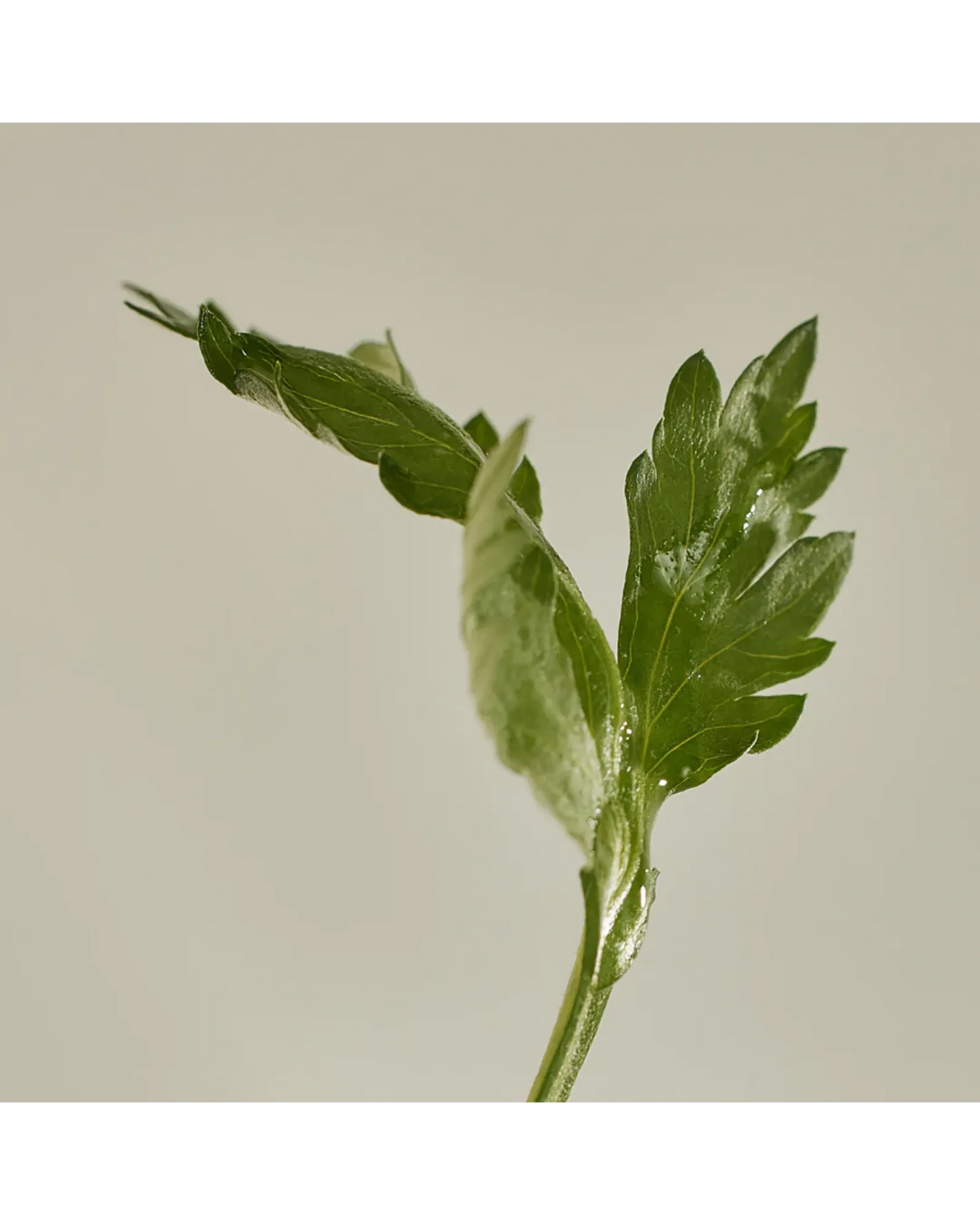 Matte Sun Stick: Mugwort + Camelia SPF50+18g