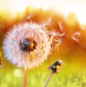 Allergy