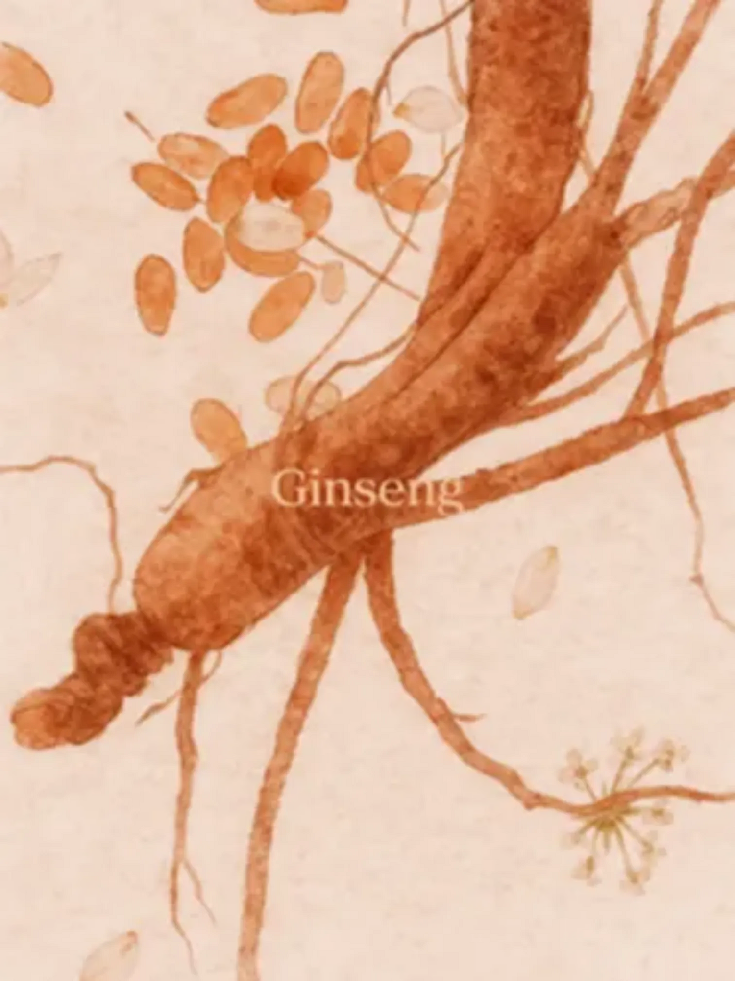 Beauty of Joseon Ginseng Line