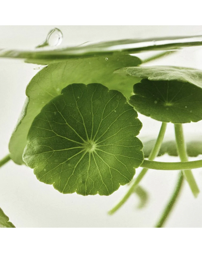 Light On Serum: Centella + Vita C 30ml