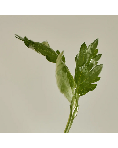 Matte Sun Stick: Mugwort + Camelia SPF50+18g